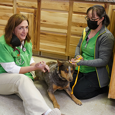 Valencia Animal Clinic Pet Exams