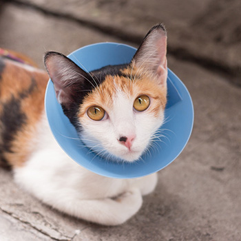 Cat Wearing Blue Protective Buster Collar
