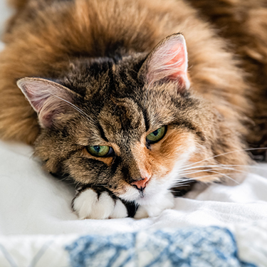 Closeup Portrait Face Of One Sad Sleepy Calico Maine Coon Cat Face Lying On Bed In Bedroom Room Looking Down Bored With Depression