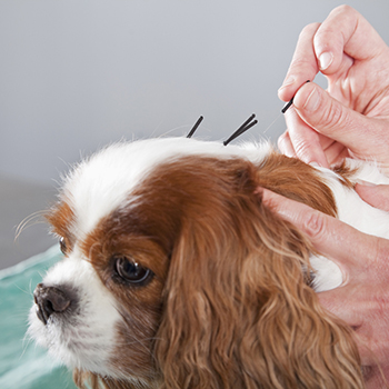 Vet Treating Dog With Acupuncture