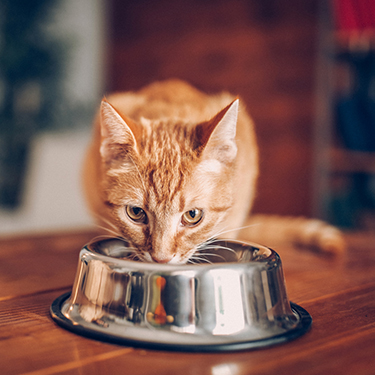 Cat Eating Out Of Bowl