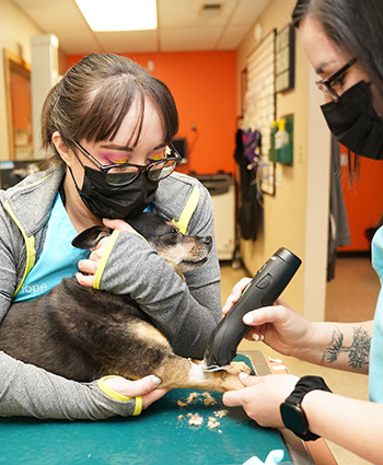 Veterinarian in Belen, NM | Valencia Animal Clinic
